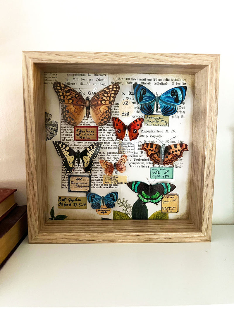 Faux Butterflies Specimen Shadow Box Display Using Mic Moc PET Tapes