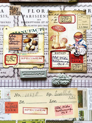 'Curator Specimen Label' Rubber Stamp twin set by Mic Moc (標本記録)