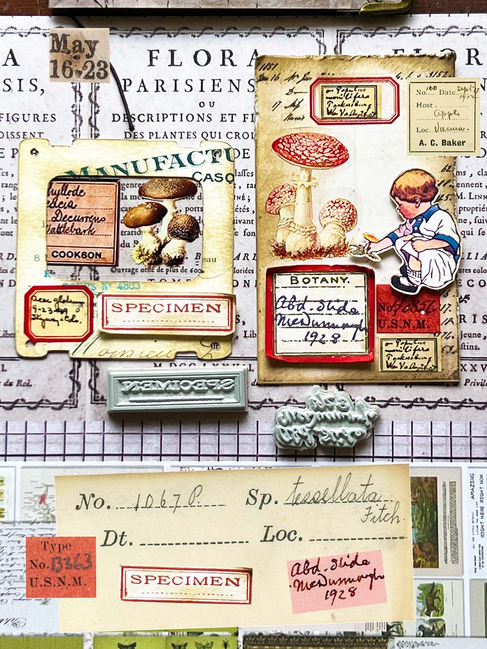 'Curator Specimen Label' Rubber Stamp twin set by Mic Moc (標本記録)